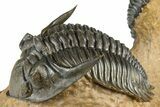Large Metacanthina Trilobite With Reedops - Lghaft, Morocco #381585-3